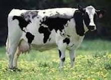 طرح های توجیهی پرورش گاو شیری و گوشتی