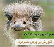 طرح توجیهی آموزش پرورش شتر مرغ تصویر طرح توجیهی آموزش پرورش شتر مرغ