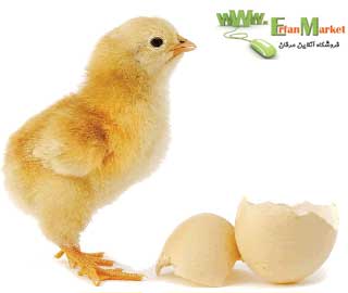 آموزش پرورش مرغ گوشتی تصویر آموزش پرورش مرغ گوشتی