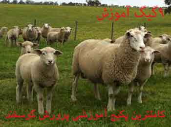 جامع ترین مجموعه آموزشی پرورش گوسفند