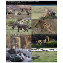 مستند حیاط وحش-گربه و پلنگ-سرعت ببر-حمله شیر-حیوانات گوشتخوار-گربه ‌سانان