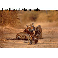 مستند حیوانات the life of mammals تصویر مستند حیوانات the life of mammals