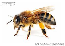 طرح-پرورش-و-نگهداری-زنبور-عسل-19-صفحه-طرح پرورش زنبورعسل-پرورش زنبور عسل-tarh parvaresh zanbor-تکثیر زنبور-زنبور عسل-zanbor asal-شغل زنبورداری