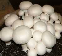 قارچ-آشپزی-کشت قارچ کالانو-amozesh parvaresh gharch-پرورش فارچ صدفی-پرورش قارچ دکمه ای